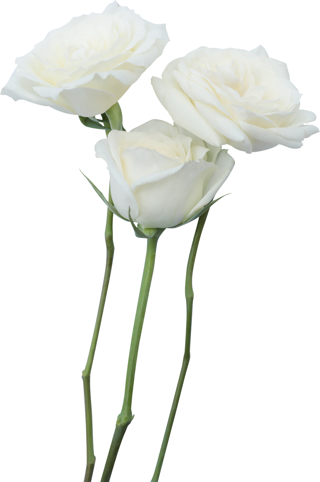 Three Long-Stemmed White Roses